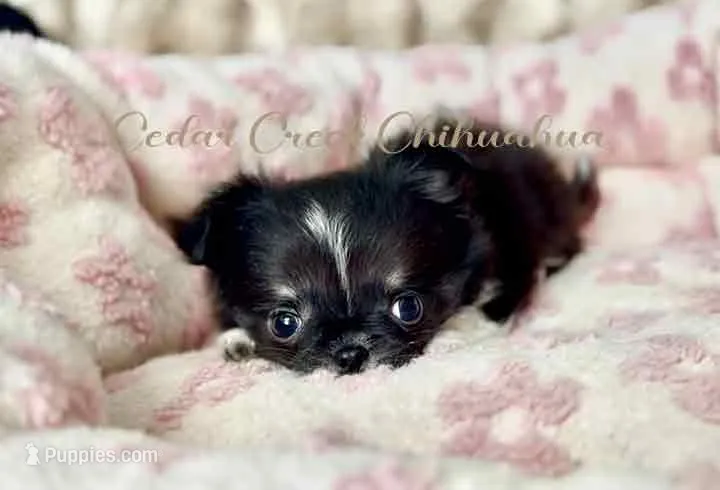 Rio – Chihuahua puppy for sale in Cedar Creek, TX