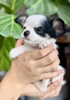 Marshmallow , a male Chihuahua for sale in Cedar Creek, TX – 5 of 7