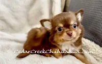 AKC Kiwi, a male Chihuahua for sale in Cedar Creek, TX – 3 of 7