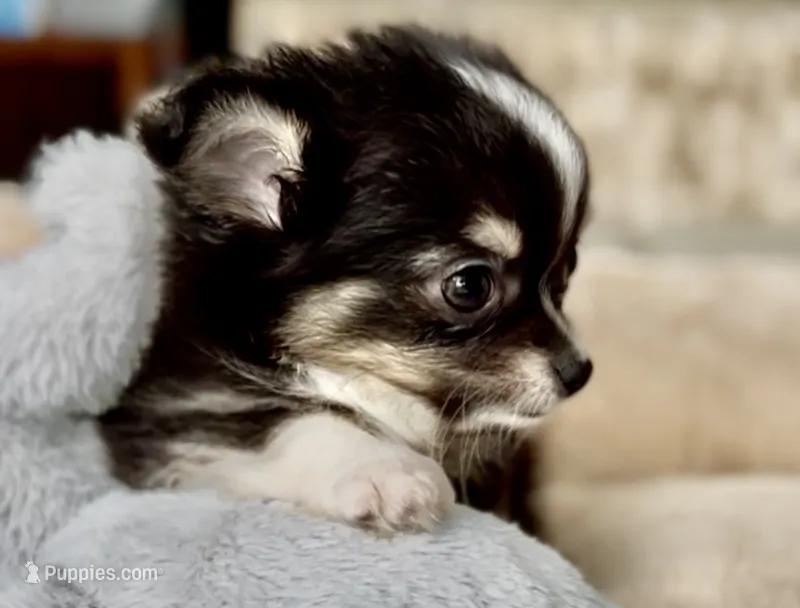 Boy3 – Chihuahua puppy for sale in Cedar Creek, TX