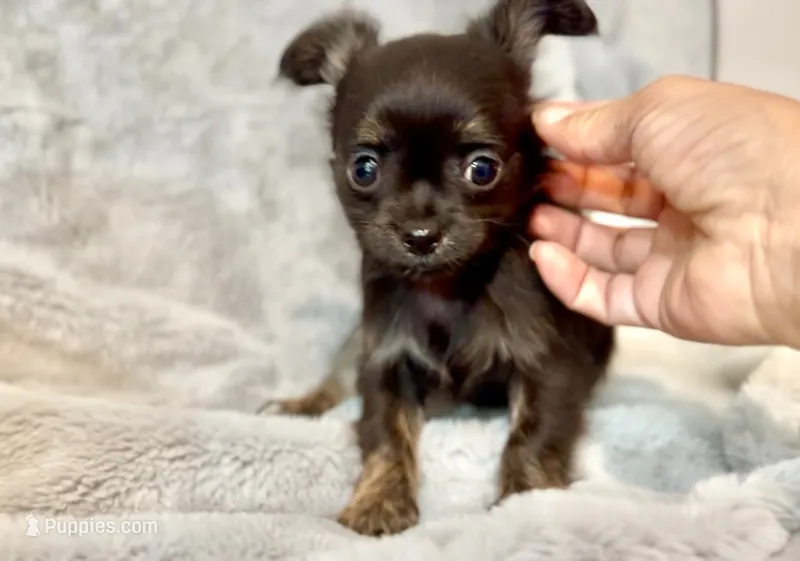 Rosie – Chihuahua puppy for sale in Cedar Creek, TX