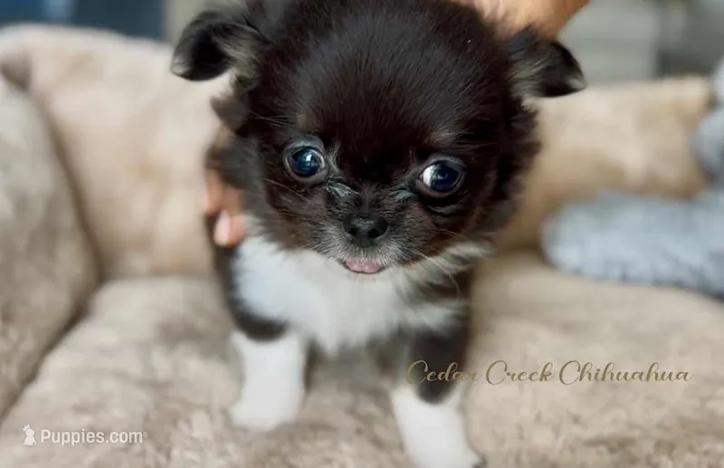AKC Ringo – Chihuahua puppy for sale in Cedar Creek, TX