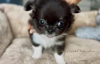 AKC Ringo, a female Chihuahua for sale in Cedar Creek, TX – 1 of 6