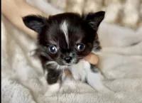 Rio, a male Chihuahua for sale in Cedar Creek, TX – 9 of 10