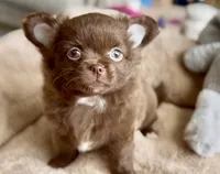 AKC Chocolate , a female Chihuahua for sale in Cedar Creek, TX – 5 of 6