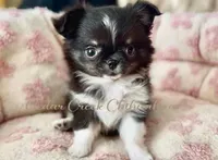 Rio, a male Chihuahua for sale in Cedar Creek, TX – 2 of 10
