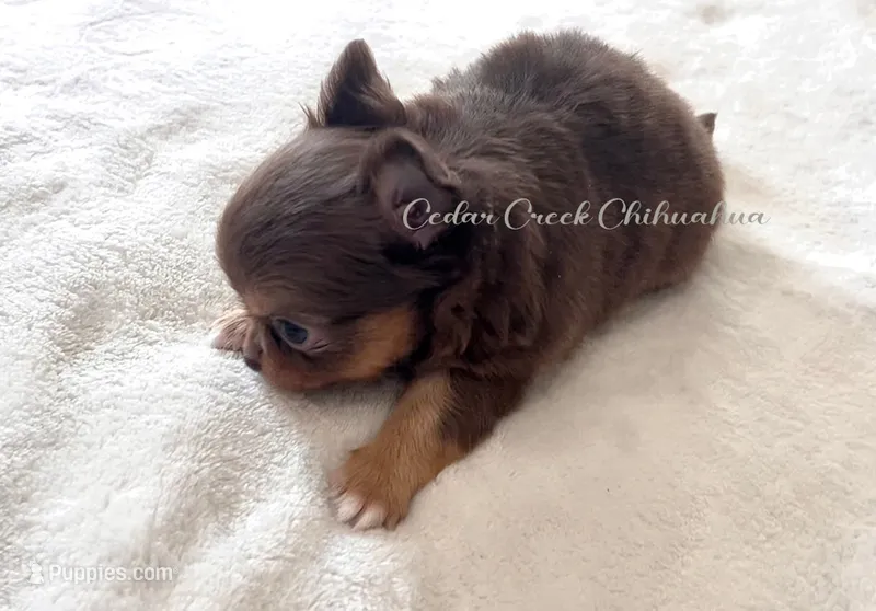 Kywui – Chihuahua puppy for sale in Cedar Creek, TX