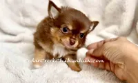 AKC Kiwi, a male Chihuahua for sale in Cedar Creek, TX – 1 of 7