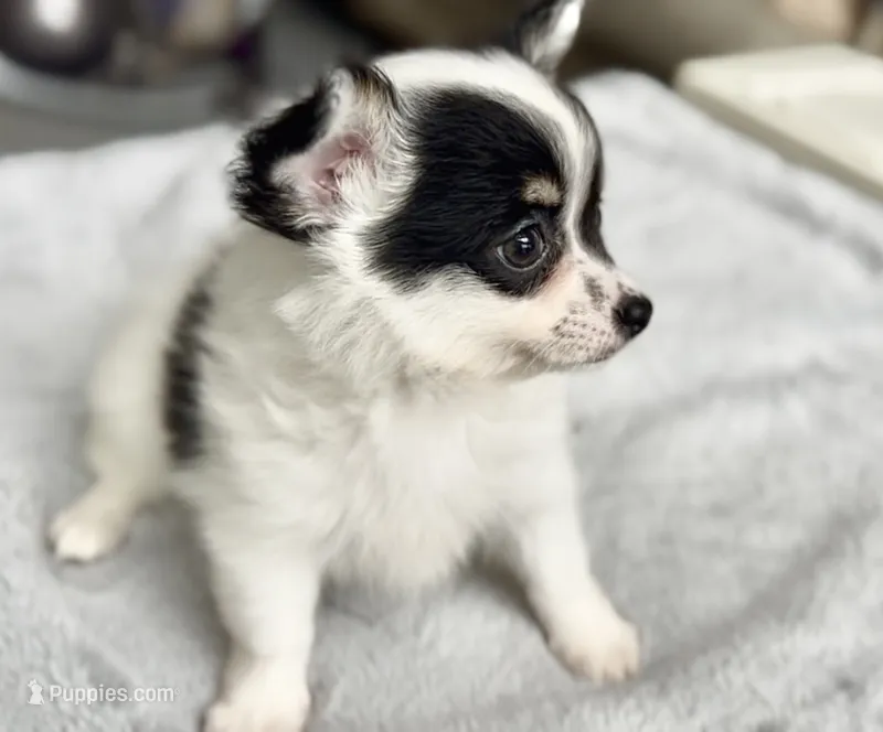 Boy1 – Chihuahua puppy for sale in Cedar Creek, TX