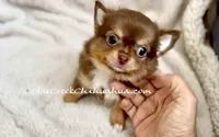 AKC Kiwi, a male Chihuahua for sale in Cedar Creek, TX – 2 of 7