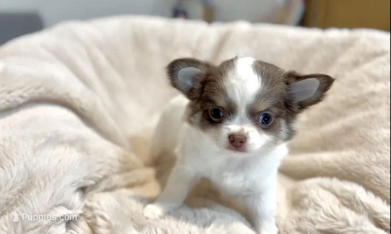 Lily – Chihuahua puppy for sale in Cedar Creek, TX