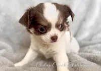 Lily, a female Chihuahua for sale in Cedar Creek, TX – Photo 2 of 4