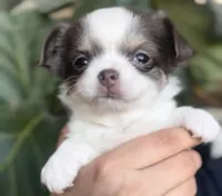 Lily, a female Chihuahua for sale in Cedar Creek, TX – Photo 3 of 4