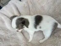 Lily, a female Chihuahua for sale in Cedar Creek, TX – Photo 4 of 4