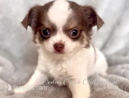 Lily – Chihuahua puppy for sale in Cedar Creek, TX