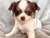 Lily, a female Chihuahua for sale in Cedar Creek, TX – Photo 1 of 4
