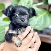 Rosie, a female Chihuahua for sale in Cedar Creek, TX – 3 of 6