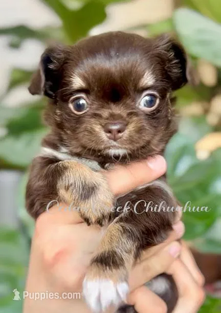 Brownie – Chihuahua puppy for sale in Cedar Creek, TX