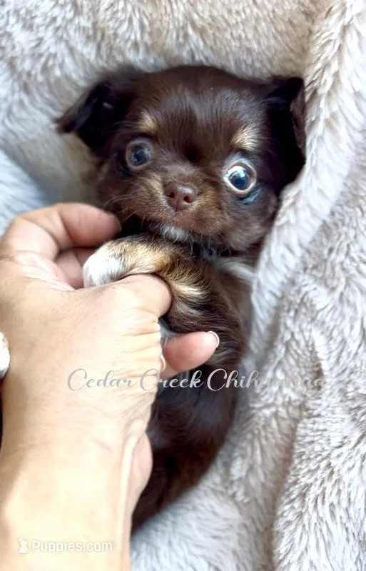 Brownie – Chihuahua puppy for sale in Cedar Creek, TX