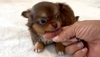 Kywui, a male Chihuahua for sale in Cedar Creek, TX – 2 of 2