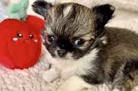 Puma, a male Chihuahua for sale in Cedar Creek, TX – 2 of 2