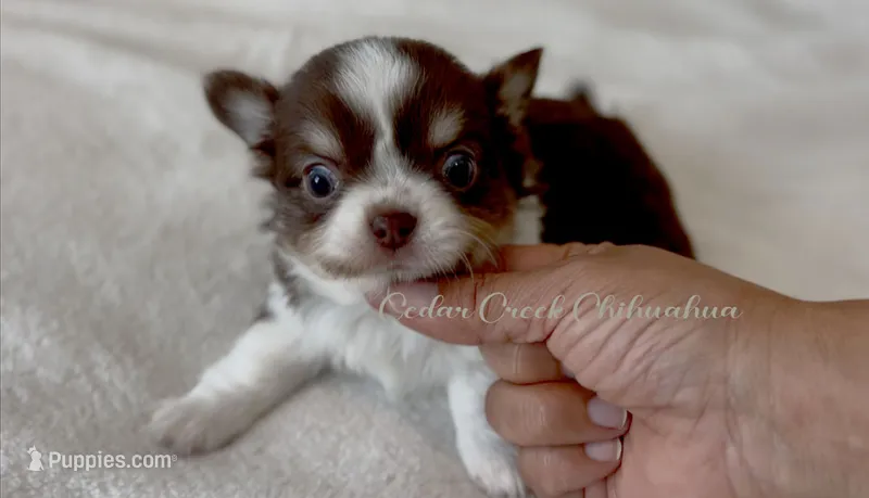 Ouji – Chihuahua puppy for sale in Cedar Creek, TX
