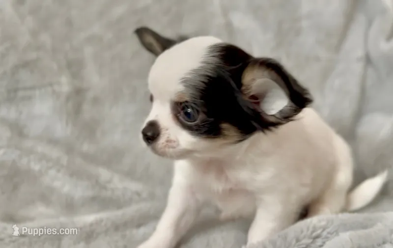 Marshmallow  – Chihuahua puppy for sale in Cedar Creek, TX