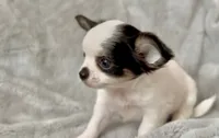 Marshmallow , a male Chihuahua for sale in Cedar Creek, TX – 1 of 7