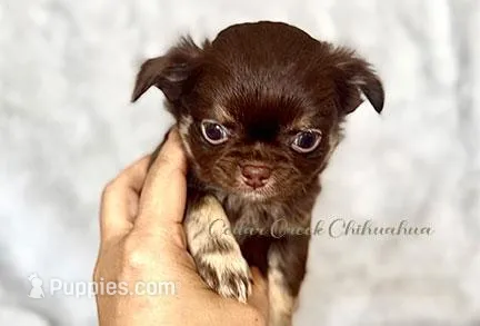 Rosey – Chihuahua puppy for sale in Cedar Creek, TX