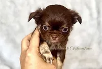 Rosey, a female Chihuahua for sale in Cedar Creek, TX – Photo 1 of 3