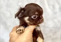 Rosey, a female Chihuahua for sale in Cedar Creek, TX – Photo 3 of 3