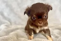 Rosey, a female Chihuahua for sale in Cedar Creek, TX – Photo 2 of 3