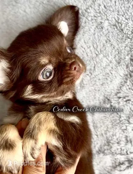 Rosey – Chihuahua puppy for sale in Cedar Creek, TX