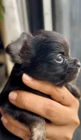 Rosie, a female Chihuahua for sale in Cedar Creek, TX – 5 of 6
