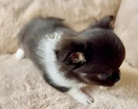AKC Ringo, a female Chihuahua for sale in Cedar Creek, TX – 4 of 6