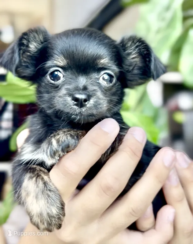 Rosie – Chihuahua puppy for sale in Cedar Creek, TX