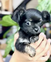 Rosie, a female Chihuahua for sale in Cedar Creek, TX – 4 of 6