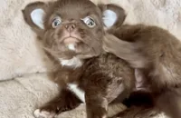 AKC Chocolate , a female Chihuahua for sale in Cedar Creek, TX – 1 of 6