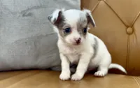 Merle, a male Chihuahua for sale in Cedar Creek, TX – 2 of 2