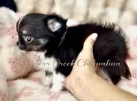 Rio, a male Chihuahua for sale in Cedar Creek, TX – 3 of 10