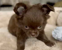 AKC Chocolate , a female Chihuahua for sale in Cedar Creek, TX – 4 of 6
