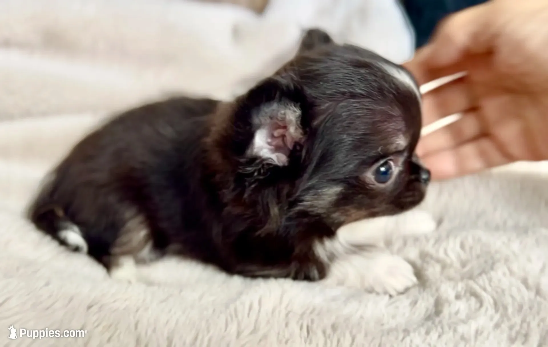Rio, a male Chihuahua for sale in Cedar Creek, TX – 3 of 8