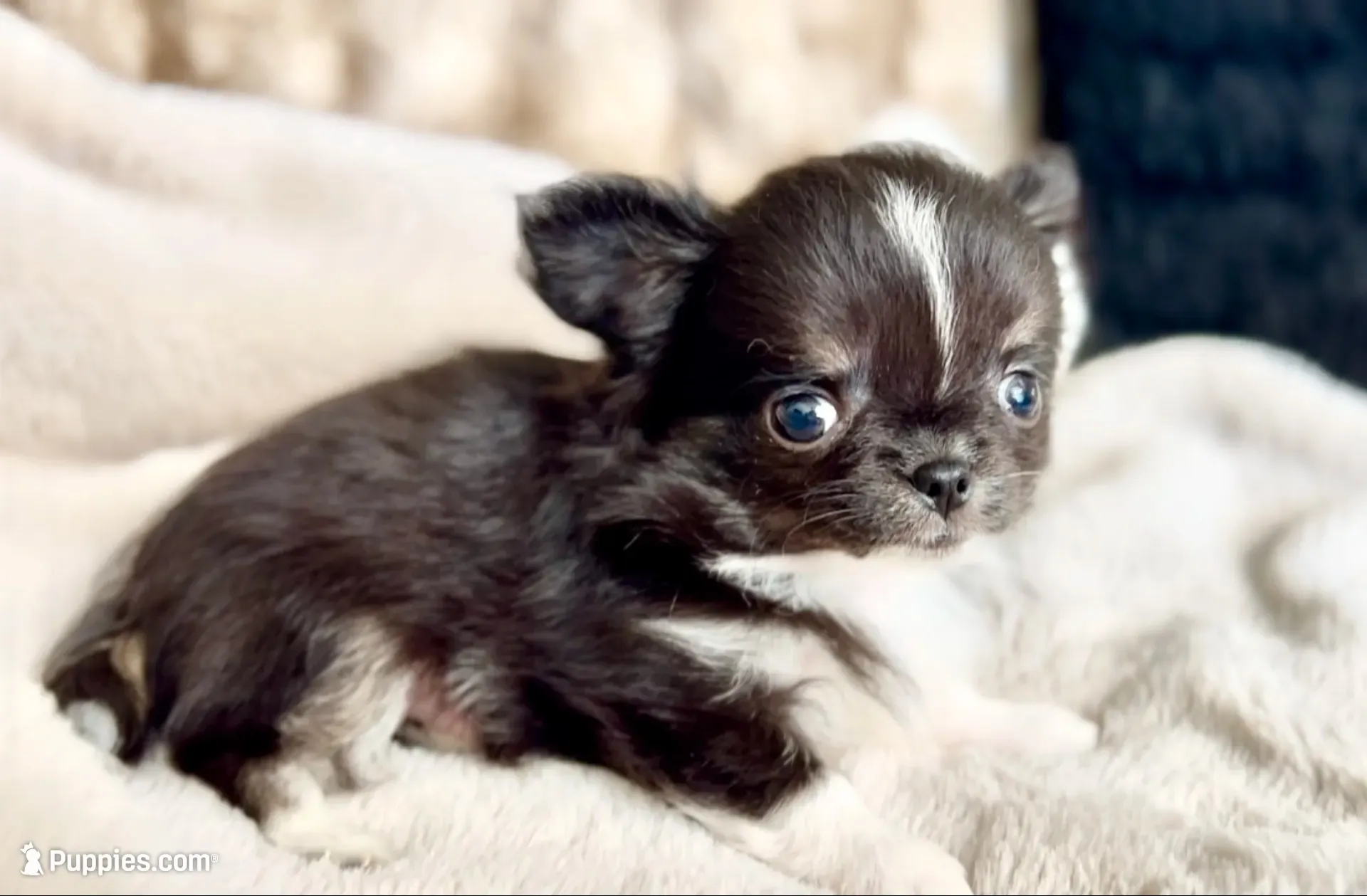 Rio, a male Chihuahua for sale in Cedar Creek, TX – 4 of 8