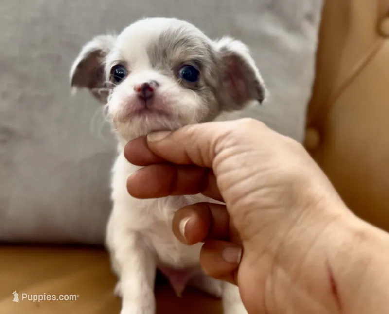 Merle – Chihuahua puppy for sale in Cedar Creek, TX