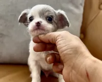 Merle, a male Chihuahua for sale in Cedar Creek, TX – 1 of 2