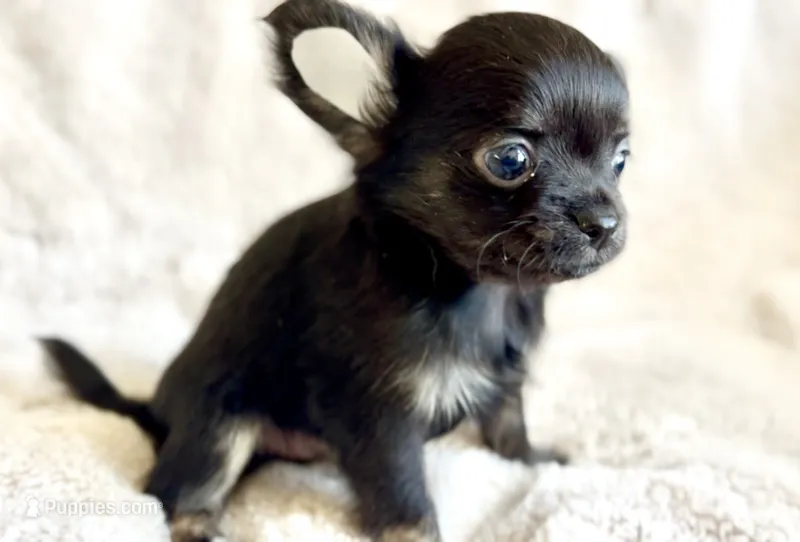 Rosie – Chihuahua puppy for sale in Cedar Creek, TX