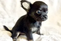 Rosie, a female Chihuahua for sale in Cedar Creek, TX – 2 of 5