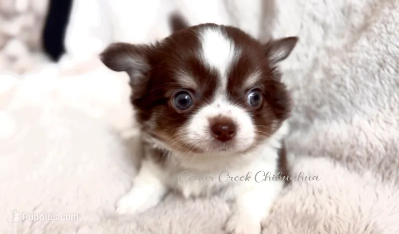 Ouji – Chihuahua puppy for sale in Cedar Creek, TX