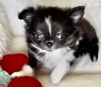 Rio, a male Chihuahua for sale in Cedar Creek, TX – 7 of 10