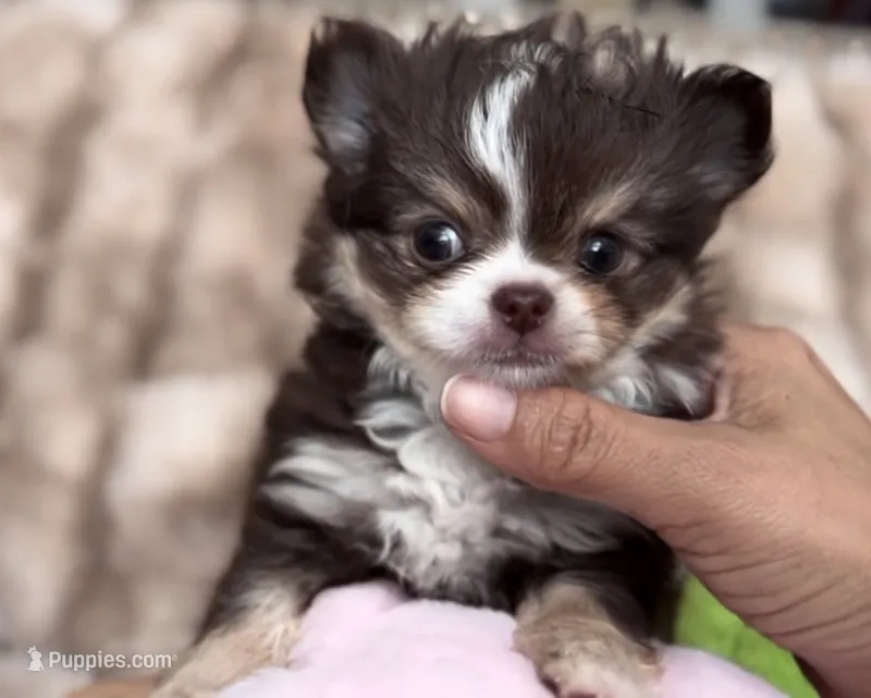 Theo – Chihuahua puppy for sale in Cedar Creek, TX